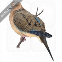 Mourning Dove stock image