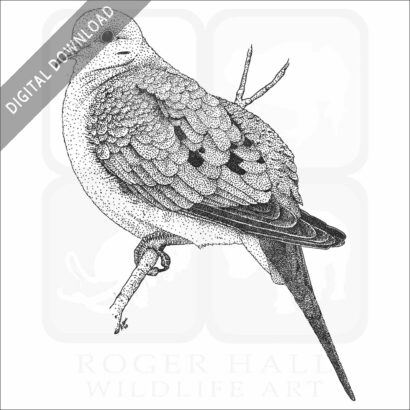 Mourning Dove