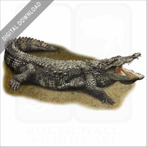 Marsh or Mugger Crocodile stock image