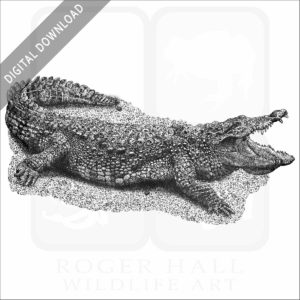 Marsh or Mugger Crocodile