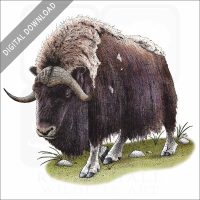 Musk Ox stock image