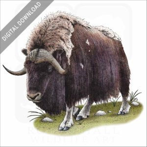 Musk Ox stock image