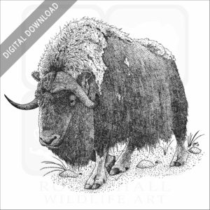 Musk Ox