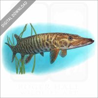Muskellunge stock image
