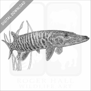 Muskellunge