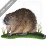 Muskrat stock image