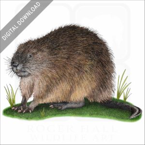 Muskrat stock image