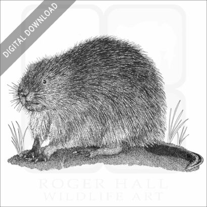 Muskrat