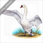 Mute Swan stock image