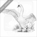 Mute Swan