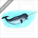 Narwhal Whale stock image