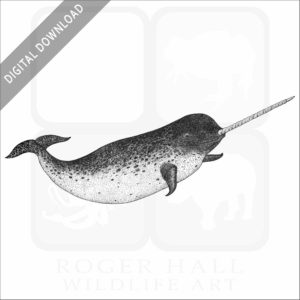 Narwhal Whale