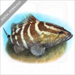 Nassau Grouper stock image