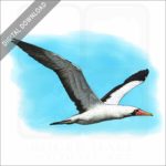 Nazca Booby stock image