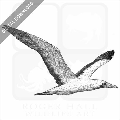Nazca Booby