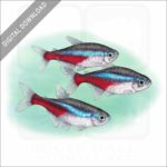 Neon Tetras stock image