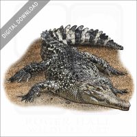 New Guinea Crocodile stock image