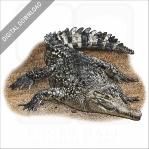 New Guinea Crocodile stock image