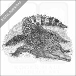 New Guinea Crocodile