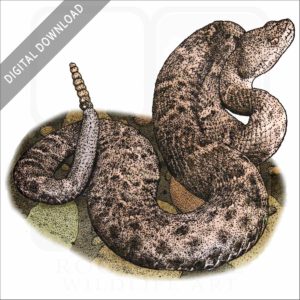 New Mexico Ridge-Nosed Rattlesnake stock image