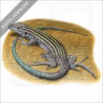 New Mexico Whiptail Lizard stock image