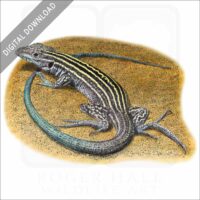 New Mexico Whiptail Lizard stock image