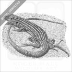 New Mexico Whiptail Lizard