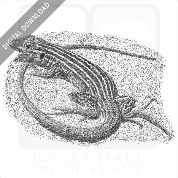 New Mexico Whiptail Lizard