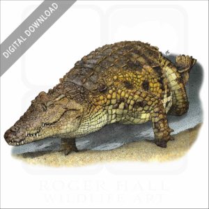 Nile Crocodile stock image