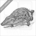 Nile Crocodile