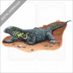 Nile Monitor stock image