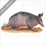Nine-Banded Armadillo stock image