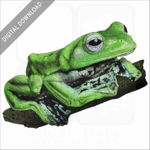 Norhayati's Flying Frog stock image