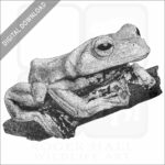 Norhayati's Flying Frog