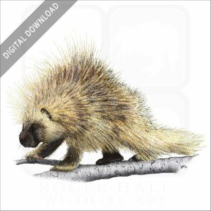 North American Porcupine stock image
