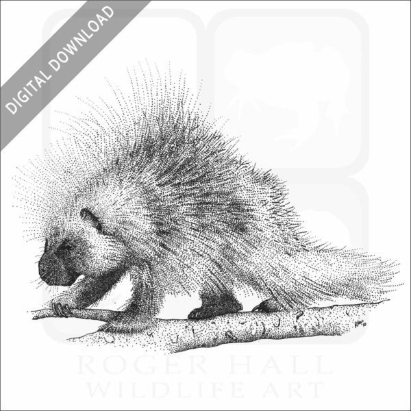North American Porcupine