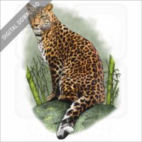 North China Leopard stock image