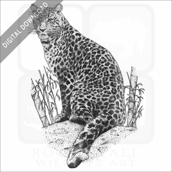 North China Leopard