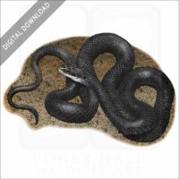 Northern Black Racer Snake stock image