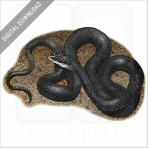 Northern Black Racer Snake stock image