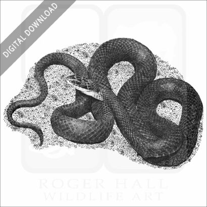 Northern Black Racer Snake