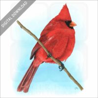 Northern Cardinal stock image
