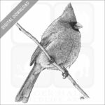 Northern Cardinal
