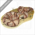 Northern Copperhead Snake stock image