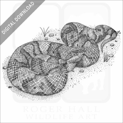 Northern Copperhead Snake