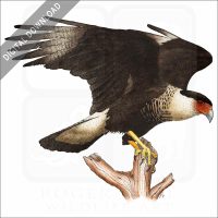 Northern Crested Caracara stock image