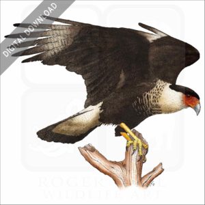 Northern Crested Caracara stock image