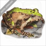 Northern Cricket Frog stock image