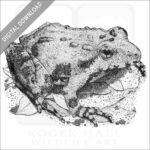 Northern Cricket Frog