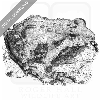 Northern Cricket Frog